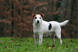 PARSON RUSSEL TERRIER 217